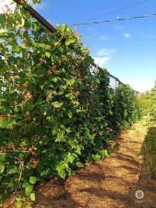 A large trellis forming a wall of runner beans growing on it