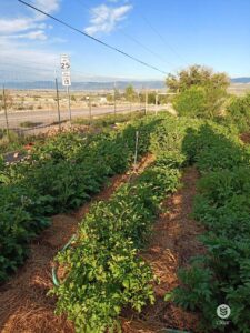 Several long rows of green leafy plants in a garden