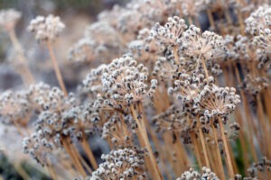 Dried flower seed heads covered in a layer of frost