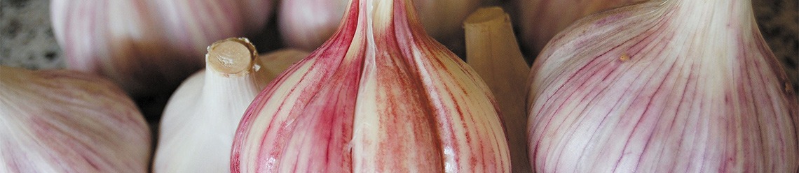 White garlic bulbs with red-purple stripes.