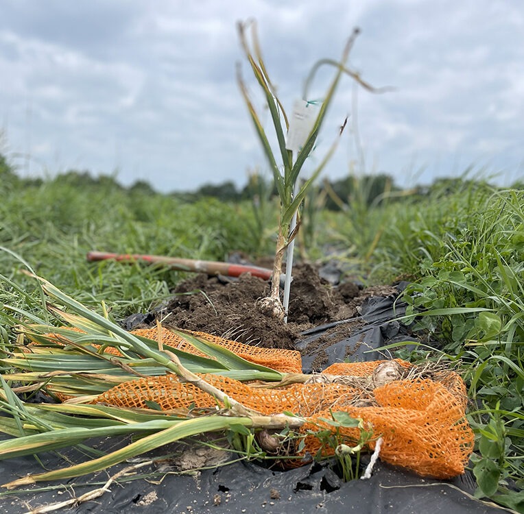 Several garlic bulbs with the plant stalks attached lying outside on orange mesh bag, with one garlic plant in the ground.