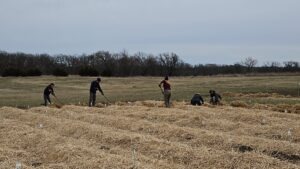 Five people apply straw mulch to a field of garlic