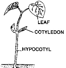A drawing of a small seedling with its leaf, cotyledon, and hypocotyl labeled.