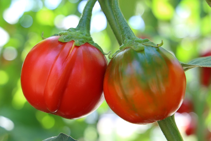 Two round, bright red eggplants resembling small tomatoes grow on a vine.