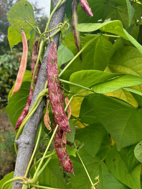 Red-streaked pole bean pods with green leaves climbing a pole.