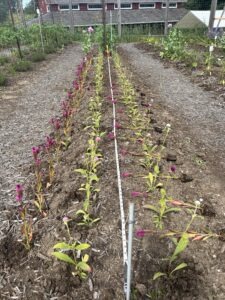 Four rows of young flower transplants in a garden