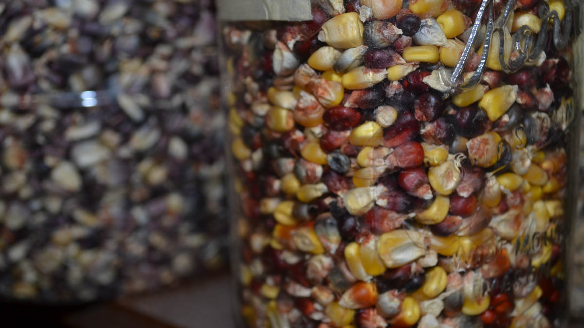 Glass jars of multicolored corn kernels.