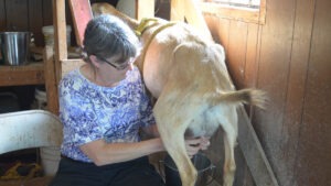 A woman sits and milks a goat indoors