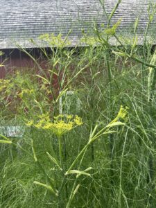 'Grandma Einck's' dill plant growing in front of a barn