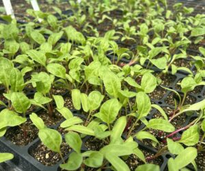 A greenhouse tray full of small beet plants