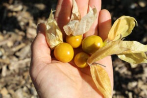 An outstretched hand holds four 'Dulce de la Tierra' ground cherries with the husks peeled back