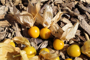 A group of mature ground cherries with their dry papery husks pulled back on a pile of wood chip mulch
