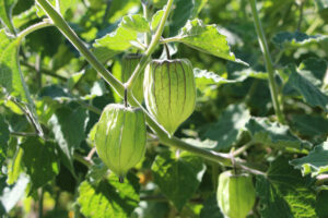 A 'Dulce de la Tierra' ground cherry plant with small green lantern-shaped papery husks hanging from a branch
