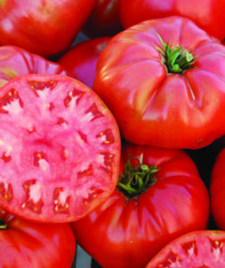 A pile of large red 'Mortgage Lifter (Halladay's)' tomatoes with several round tomato slices on top