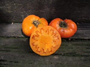 Two orange 'Hazel Gold' tomatoes sit on a wooden bench with third tomato sliced in half to reveal the inside.