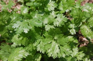 A leafy green cilantro plant