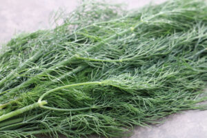 A bunch of 'Bouquet' dill leaves laying gracefully on a rock