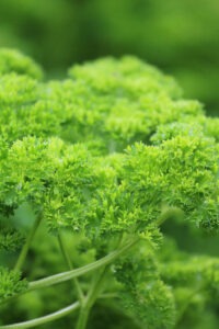 A bright green 'Triple Curled' parsley plant with  tightly curled leaves