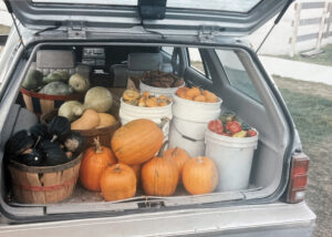 Car trunk filled with pumpkins, squash, gourds, and peppers.