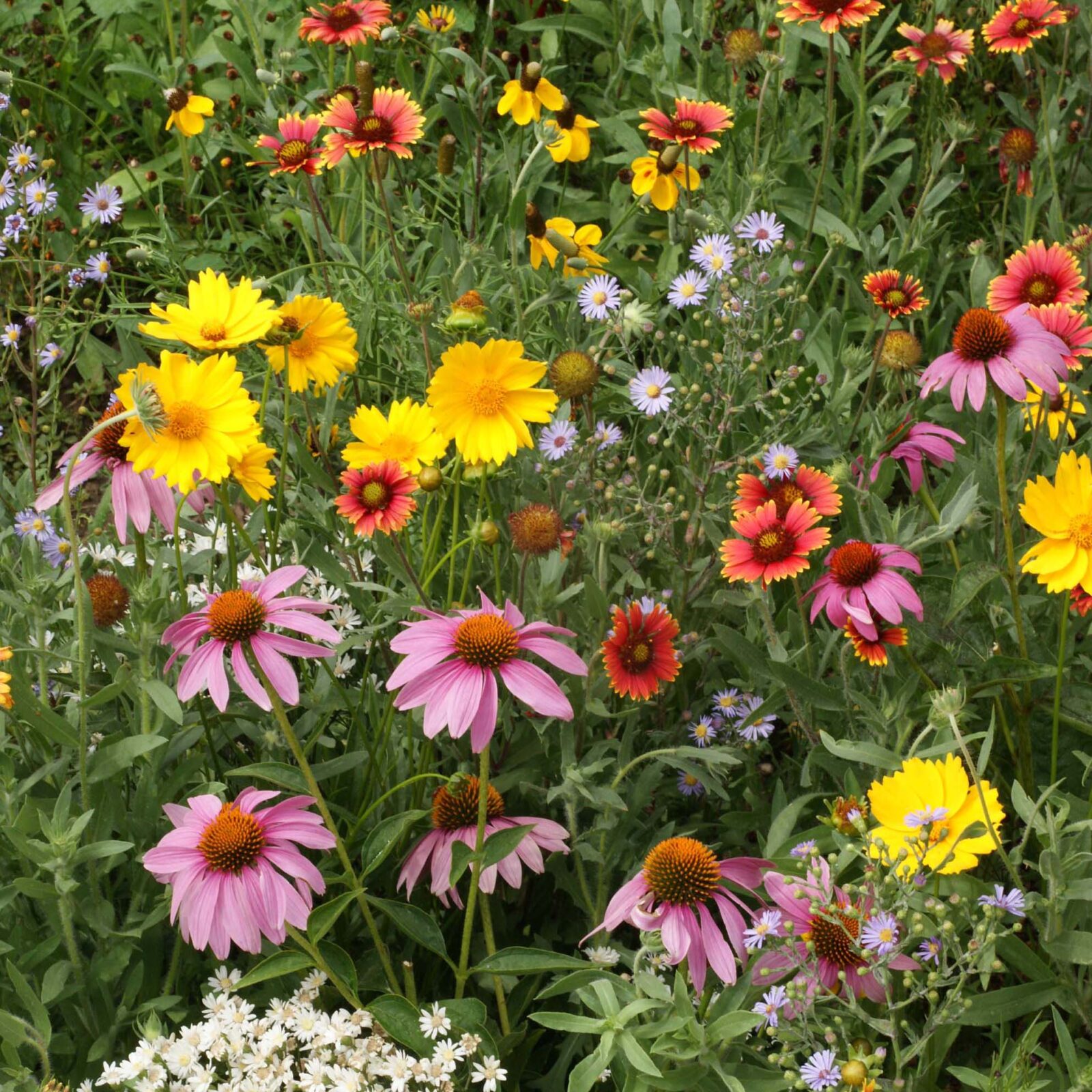 A field of colorful flowers