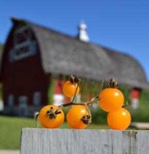 Five small yellow tomatoes connected at the vine sitting on a table with a red barn in the background