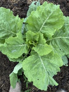 A leafy collard plant growing in soil.