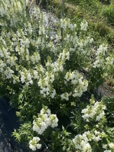 A garden of white snapdragons supported by Hortonova netting