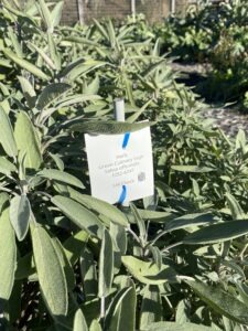 Green culinary sage plants growing in a garden