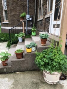 Many small and medium sized pots holding plants line the steps up to a brick building's door