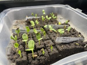 A plastic takeout container with many young flower seedlings in soil blocks