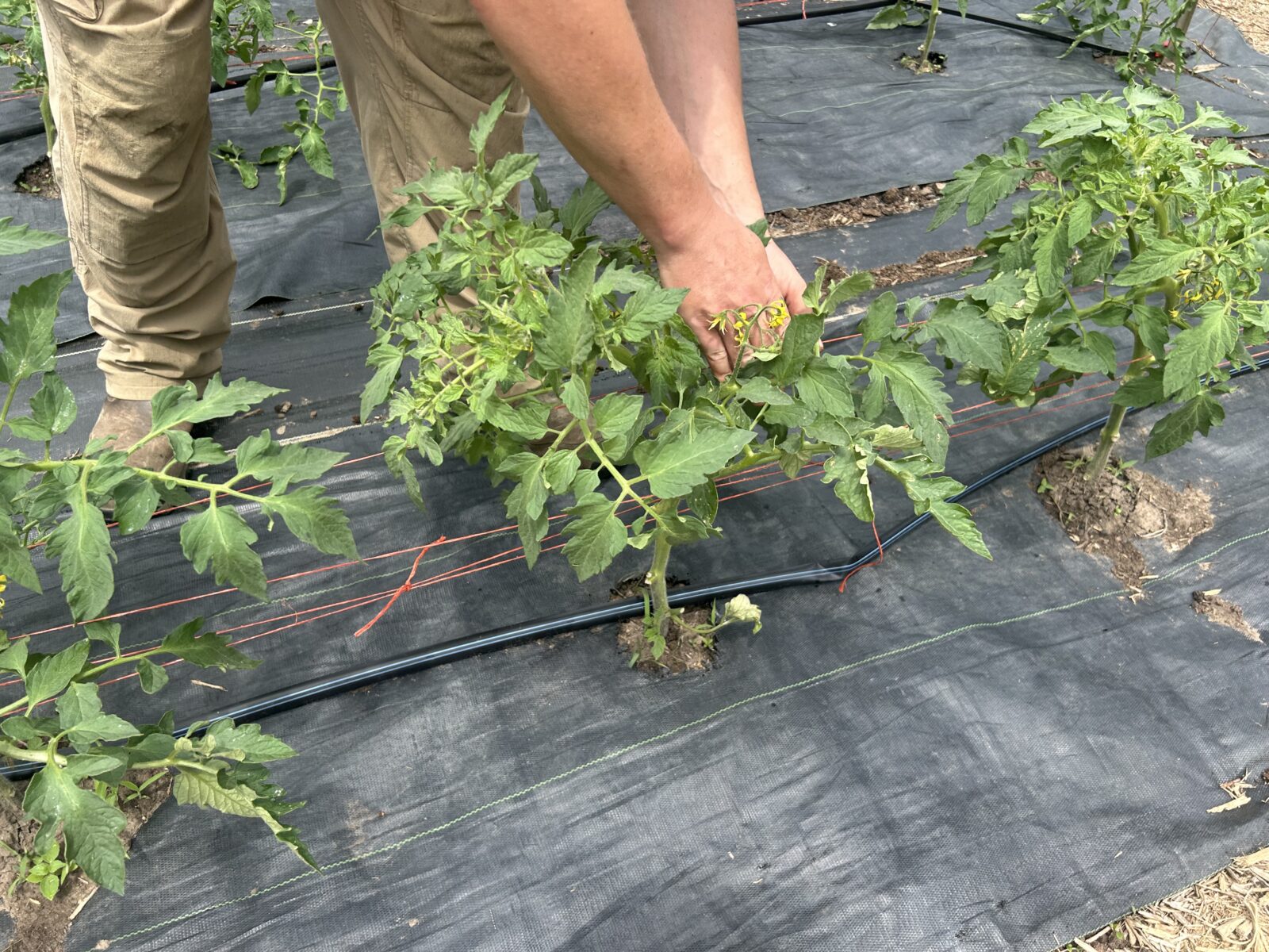 A man adjusting tomato plants supported by a trellis made from T-posts and twine