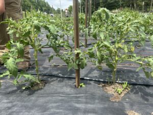 Several small tomato plants supported by a trellis made from T-posts and twine.