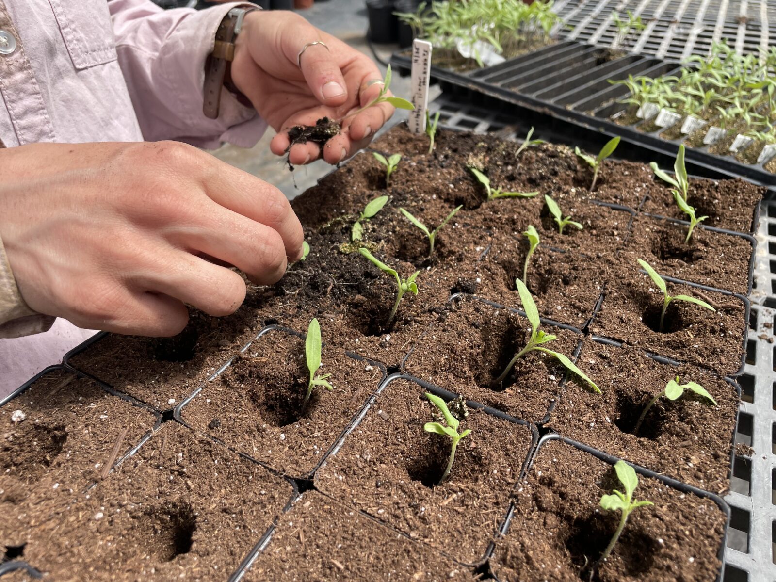 A tray of 3-inch pots, each with a hole and a small tomato plant in the center.