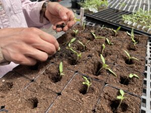 A tray of 3-inch pots, each with a hole and a small tomato plant in the center.