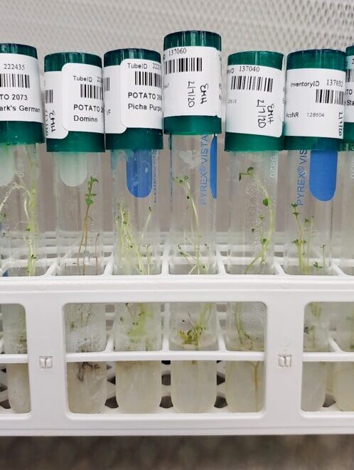 test tubes with small plants inside