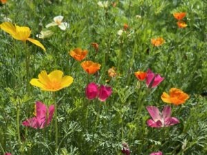 Many California poppy plants with yellow, orange, pink, and white flowers