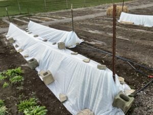 Several long pieces of row cover fabric hung over a string and weighed down by bricks and rocks in a garden