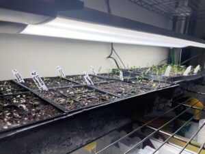 A wire shelf with plastic greenhouse trays and young seedlings under a grow light