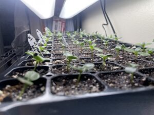 A tray of plastic cells with young seedlings underneath grow lights