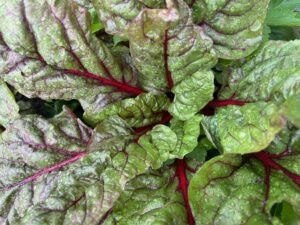 A Swiss chard plant with red stalks and green and red leaves