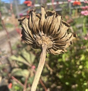 A dried zinnia flower with a brown stem