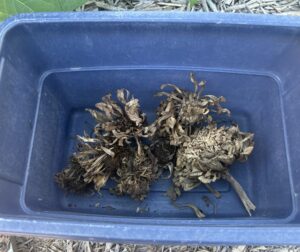 A blue bucket with several dried zinnia seed heads inside