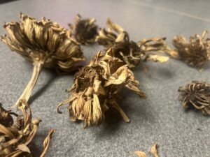 Several dried zinnia seed heads