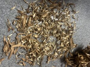 A pile of zinnia seeds and chaff after threshing