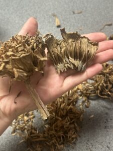 A hand holding a dried zinnia seed head and a clump of zinnia seeds attached to chaff