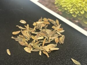 A pile of 'Envy' zinnia seeds next to a seed packet