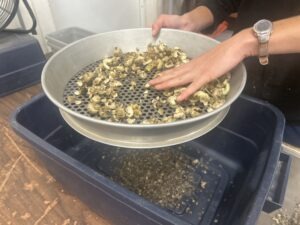 Screening hollyhock seeds to separate the seeds from the chaff
