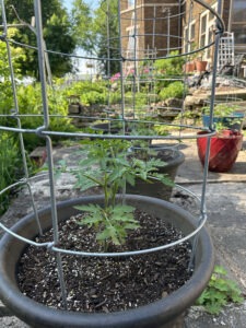 A pot on a patio with a small tomato plant and a tomato cage. In the background are more pots with tomatoes
