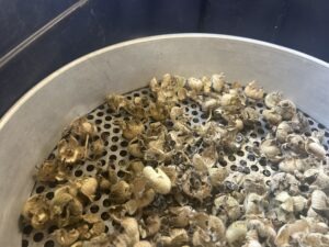 Dry hollyhock seed pods in a metal strainer