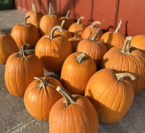 Many large orange 'Howden Pumpkin' squash on a sidewalk next to a red building